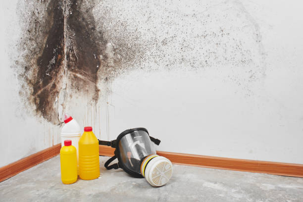 Best Insurance-Related Mold Remediation in Lapwai, ID