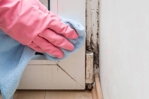 Best Insurance-Related Mold Remediation in Lapwai, ID